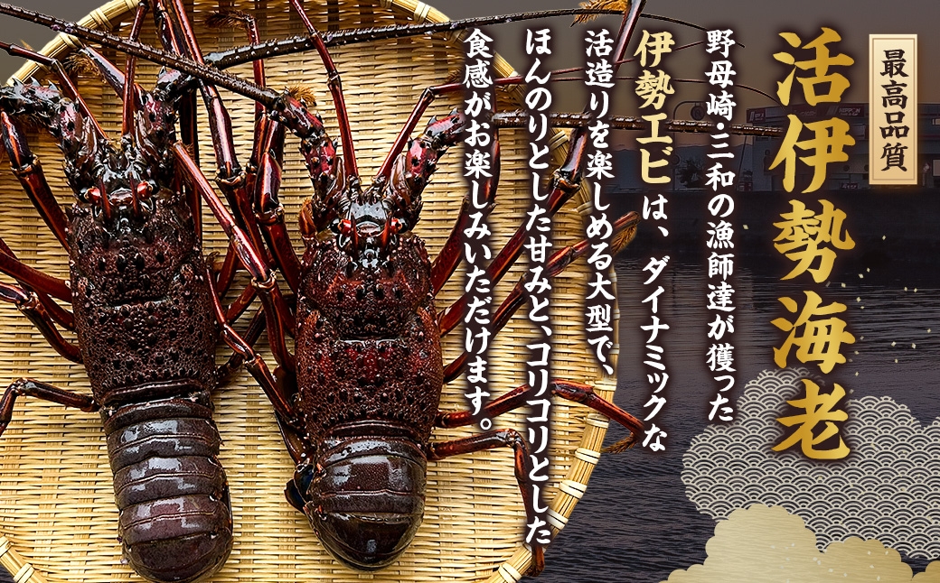 活 伊勢海老 (イセエビ) 大型 2～3尾入り 1.5kg 伊勢エビ エビ 海老 新鮮
