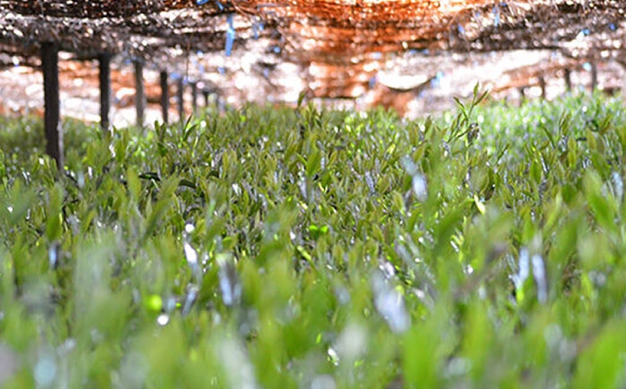 抹茶 八女抹茶 人気 福岡