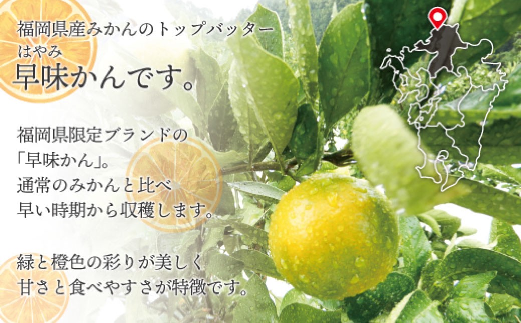 福岡県ブランド みかん 「早味かん」 3kg