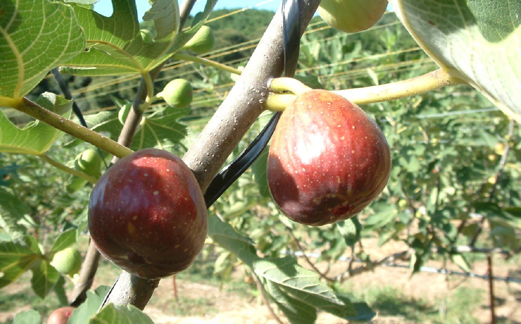 福岡県ブランド いちじく 「博多とよみつひめ」 約300g×4パック （計約1.2kg）