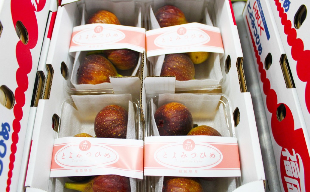 福岡県ブランド いちじく 「博多とよみつひめ」 約300g×4パック （計約1.2kg）