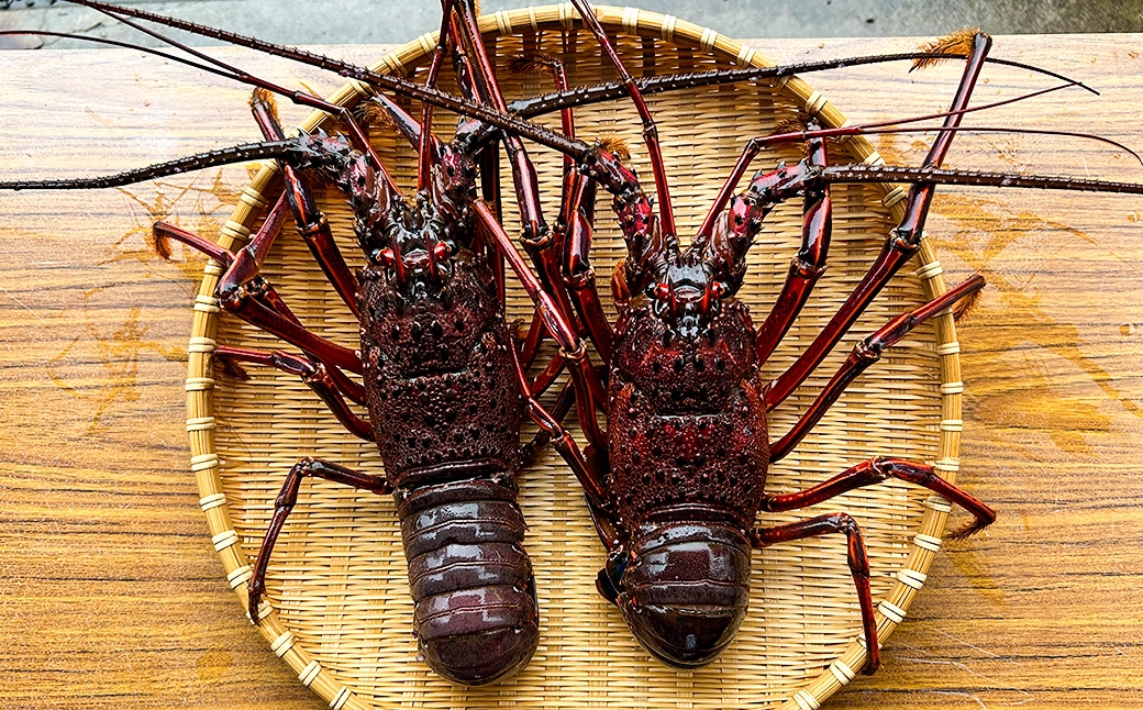 活 伊勢海老 (イセエビ) 大型 2～3尾入り 1.5kg 伊勢エビ エビ 海老 新鮮