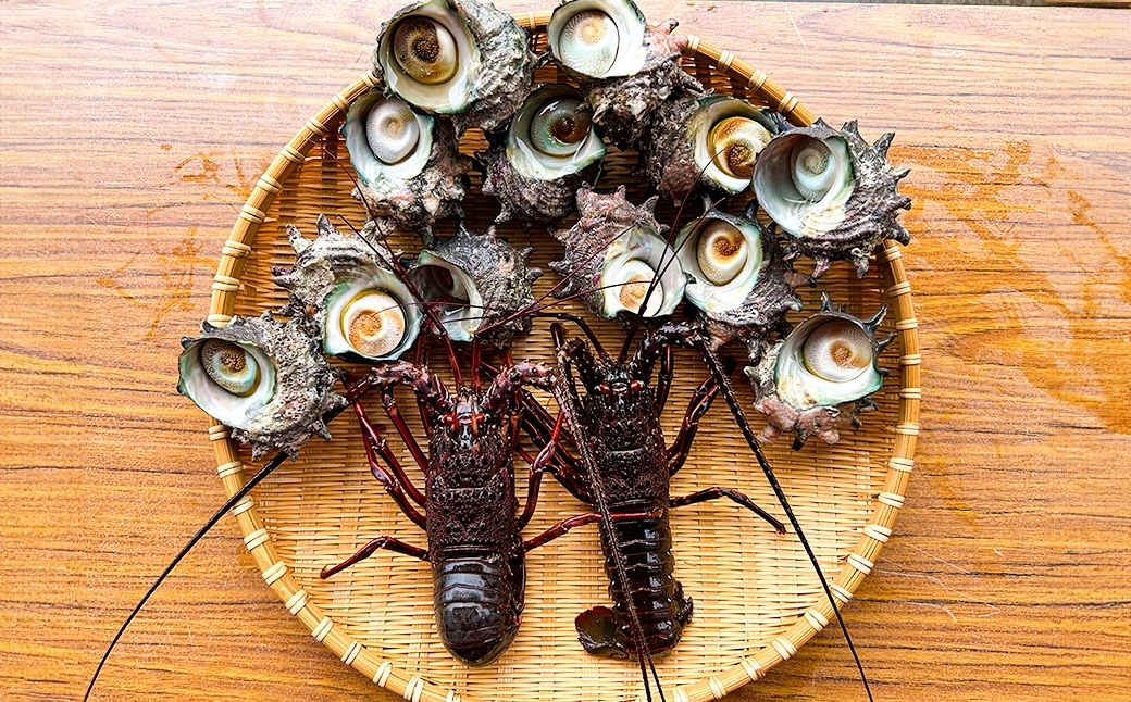 活伊勢海老（イセエビ）0.5kg・活サザエ1.5kg 伊勢海老 エビ サザエ セット