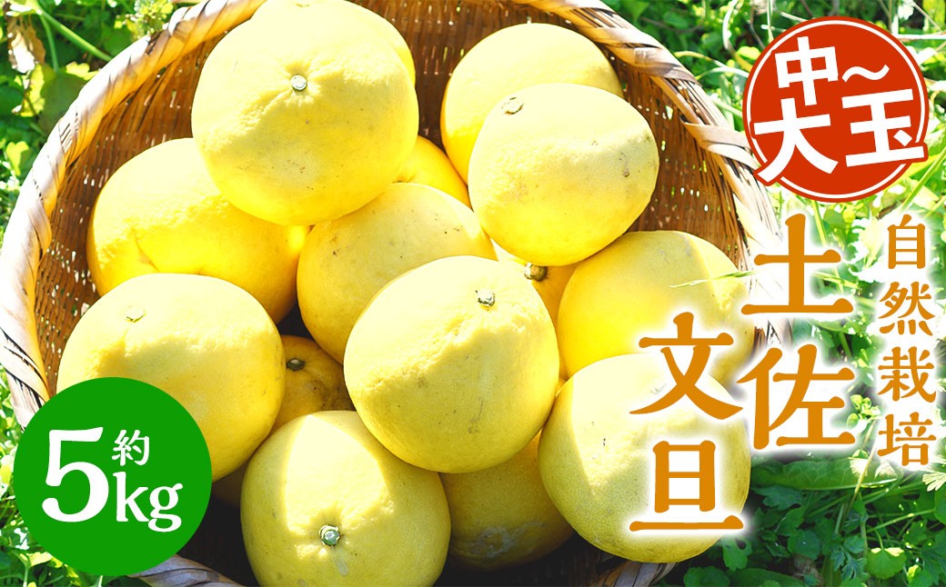 【訳あり】自然栽培 土佐文旦 約5kg