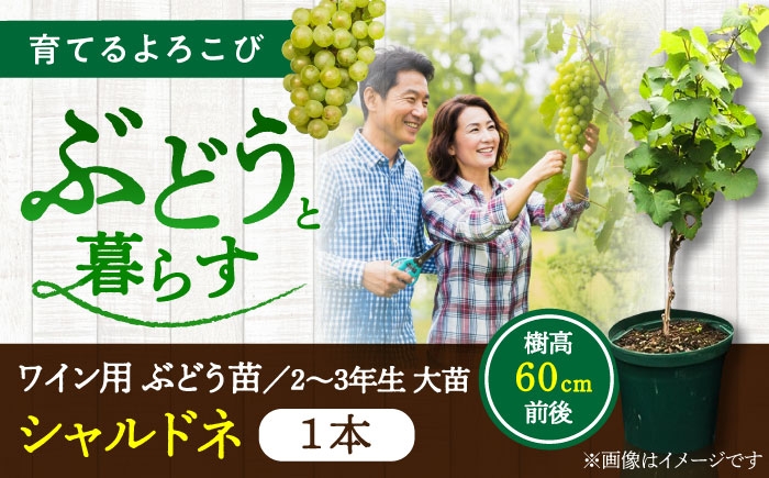 ぶどう ぶどう苗木 わいん ワイン ブドウ 苗 植物 家庭菜園 くだもの 葡萄 ぶどうの木 庭木 植木 収穫 熊本県 菊陽町