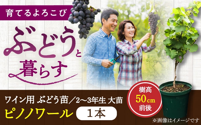 ぶどう ぶどう苗木 ブドウ 苗 植物 家庭菜園 くだもの 葡萄 ぶどうの木 庭木 植木 ガーデニング 収穫 熊本県 菊陽町