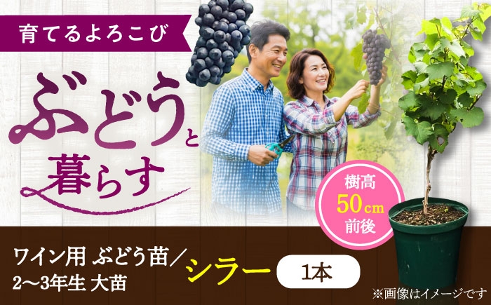 ぶどう ぶどう苗木 ブドウ 苗 植物 家庭菜園 くだもの 葡萄 ぶどうの木 庭木 植木 シラー フランス ジュース ジャム
