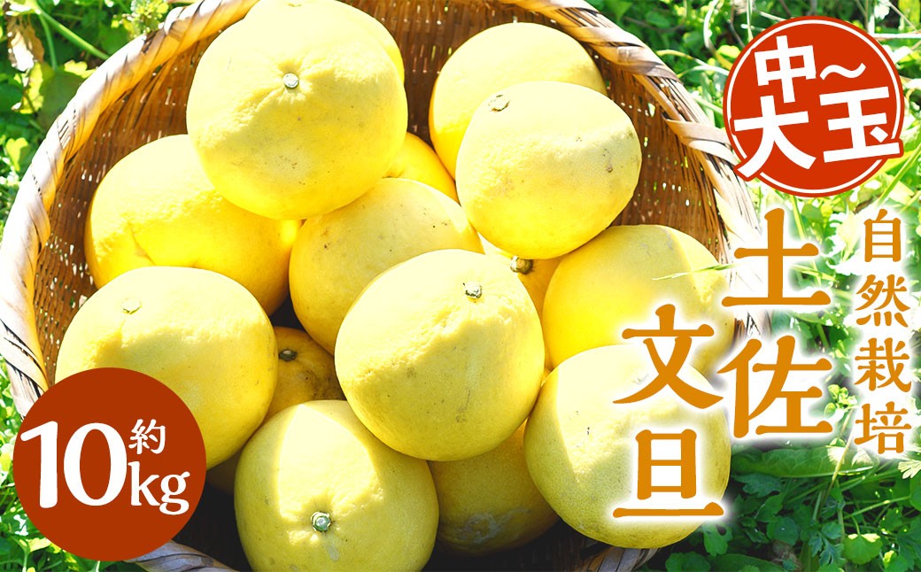 【訳あり】自然栽培 土佐文旦 約10kg