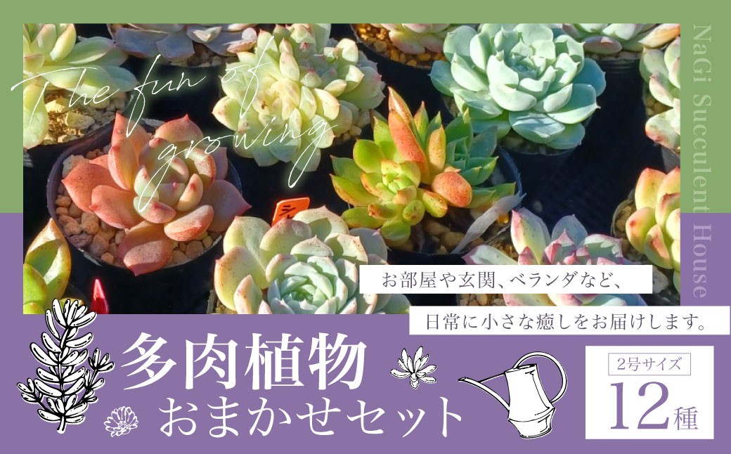 多肉植物 おまかせセット 12種 セット