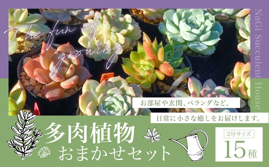 多肉植物 おまかせセット 15種 セット