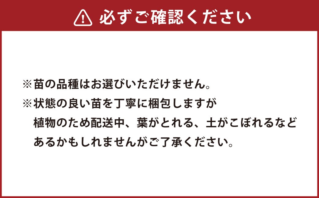 多肉植物 おまかせセット 15種 セット