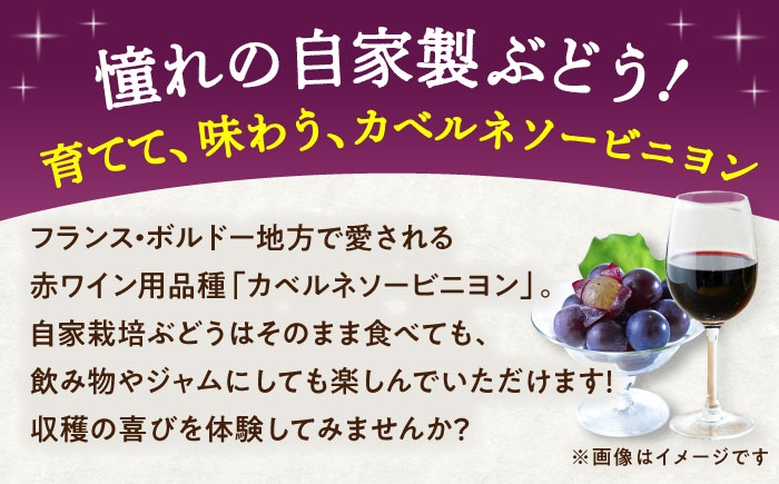 ぶどう ぶどう苗木 ブドウ 苗 植物 家庭菜園 くだもの 葡萄 ぶどうの木 庭木 植木 ジュース ジャム 収穫 熊本県 菊陽町