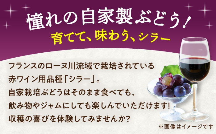 ぶどう ぶどう苗木 ブドウ 苗 植物 家庭菜園 くだもの 葡萄 ぶどうの木 庭木 植木 シラー フランス ジュース ジャム