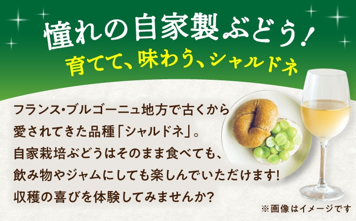 ぶどう ぶどう苗木 わいん ワイン ブドウ 苗 植物 家庭菜園 くだもの 葡萄 ぶどうの木 庭木 植木 収穫 熊本県 菊陽町