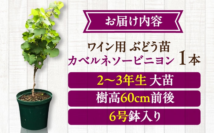 ぶどう ぶどう苗木 ブドウ 苗 植物 家庭菜園 くだもの 葡萄 ぶどうの木 庭木 植木 ジュース ジャム 収穫 熊本県 菊陽町