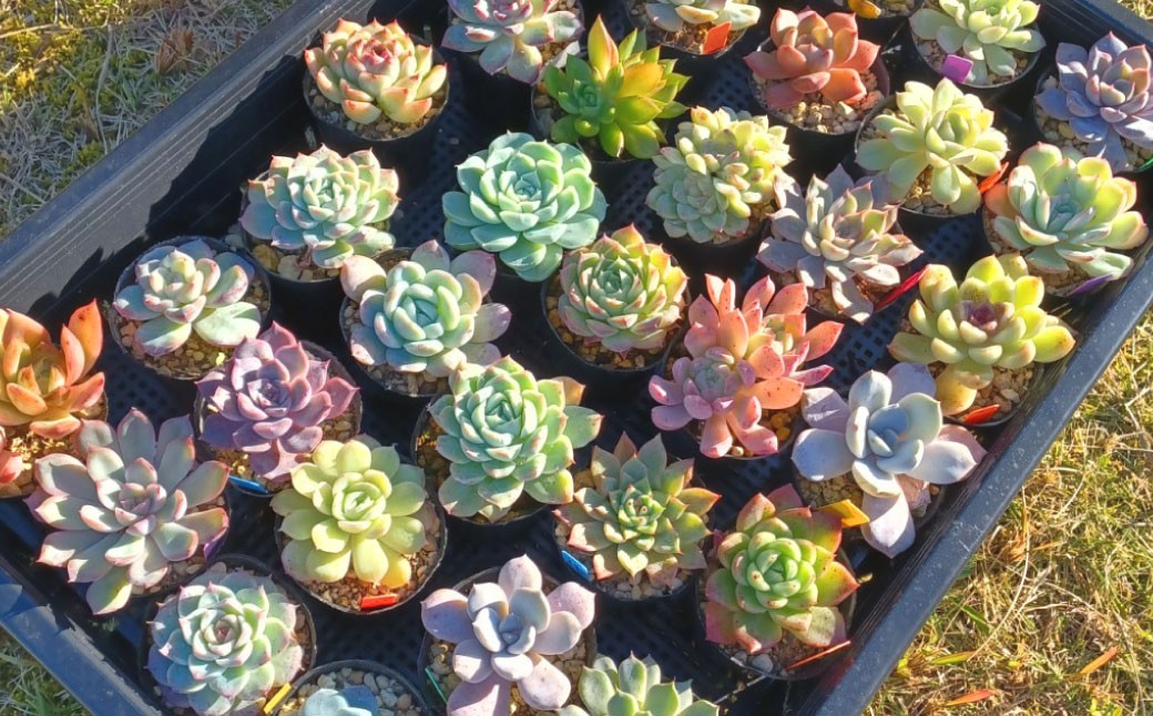 多肉植物 おまかせセット 12種 セット