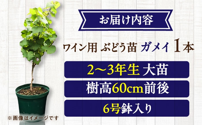  ぶどう ぶどう苗木 ブドウ 苗 植物 家庭菜園 くだもの 葡萄 ぶどうの木 庭木 植木 ジャム タルト 収穫 熊本県 菊陽町