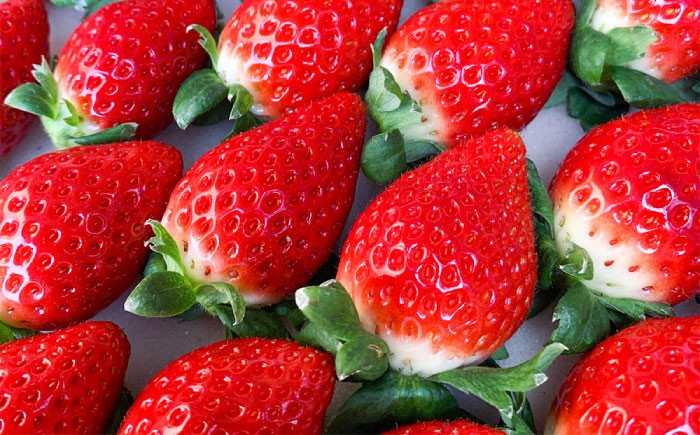 いちご 苺 イチゴ いちごさん フルーツ 果物 ギフト プレゼント Valentine バレンタイン ichigo 甘い いちご