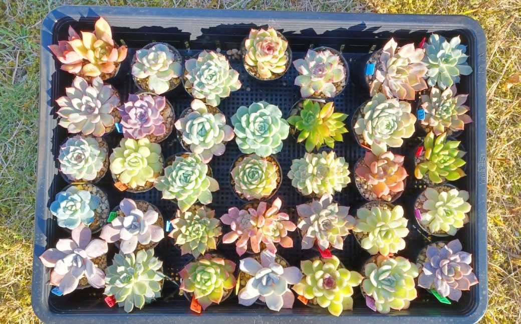 多肉植物 おまかせセット 12種 セット