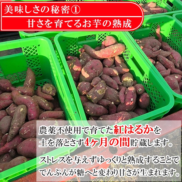 紅はるかを4ヶ月間熟成。収穫後も甘さをじっくりと育てます。