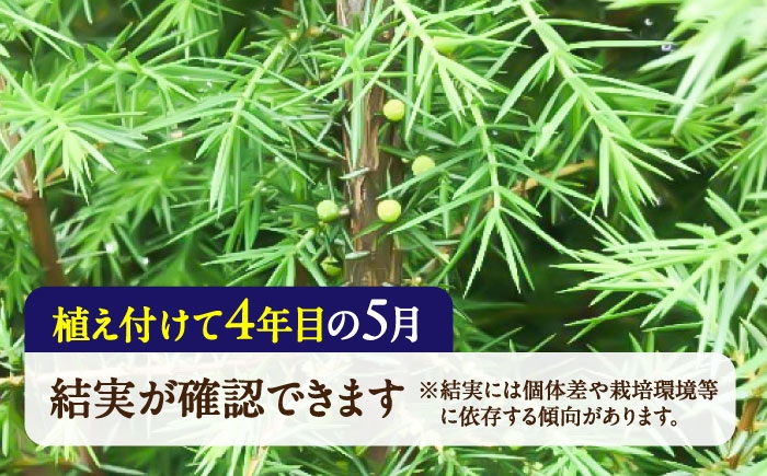ジュニパーベリー 西洋ネズ 庭木 植木 杜松果 杜松実 杜松子 セイヨウネズ 常緑針葉樹 スリット鉢植え 熊本県 菊陽町