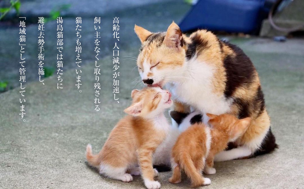 島ねこ日めくりカレンダーin湯島