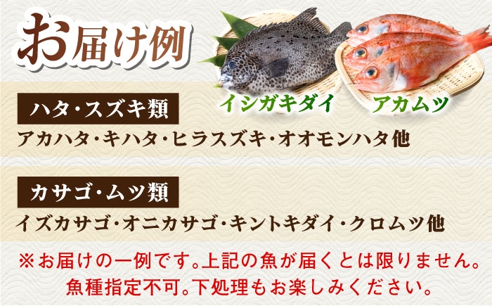 高級 鮮魚 セット 詰め合わせ 冷蔵 おまかせ お楽しみ 旬 刺身 九州 長崎