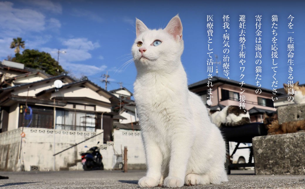 島ねこ日めくりカレンダーin湯島