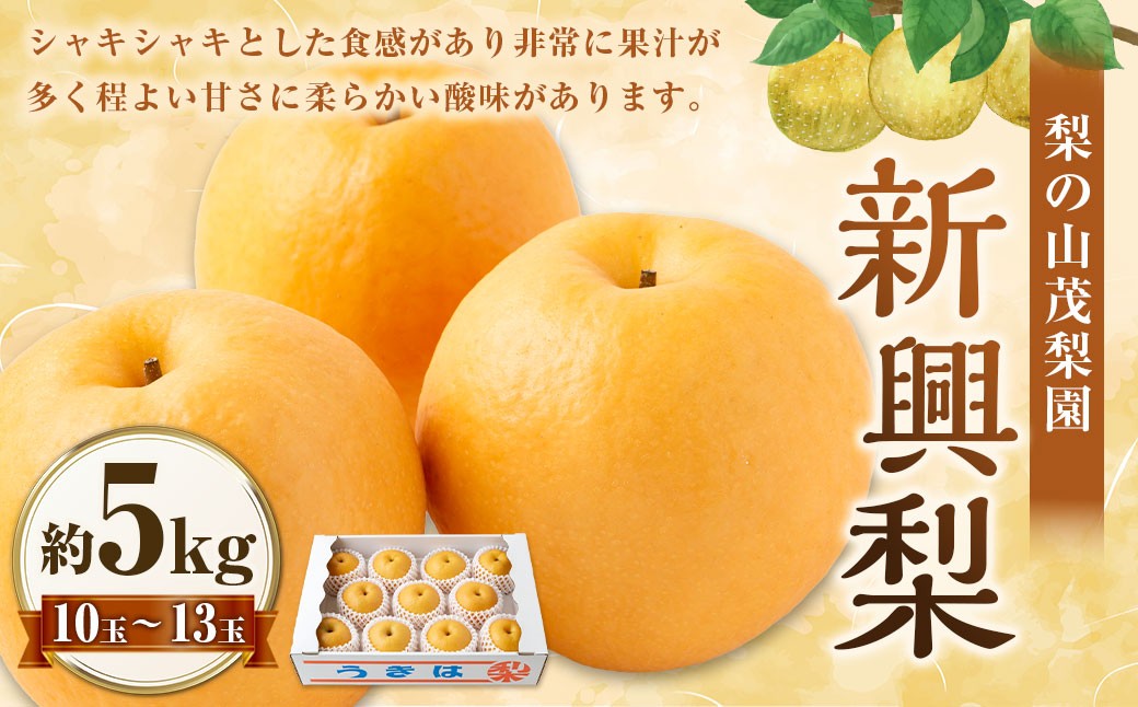 【先行予約】 梨の山茂梨園 新興梨 10玉から13玉 （約5kg） 