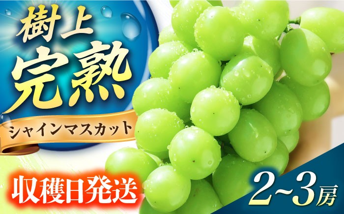 シャインマスカット しゃいんますかっと 長崎県産 フルーツ 果物