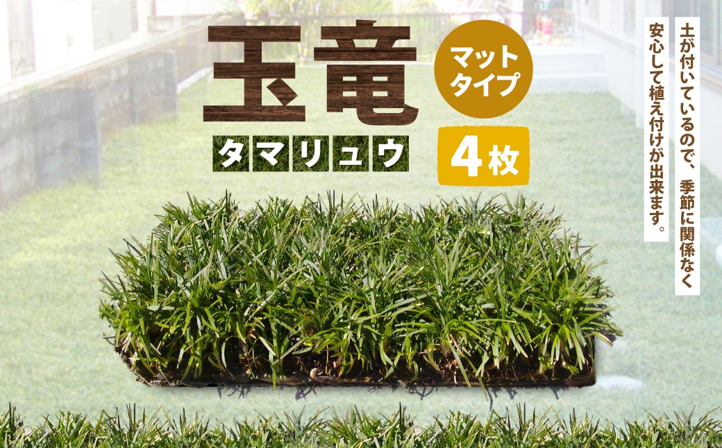 玉竜 タマリュウ たまりゅう 4枚