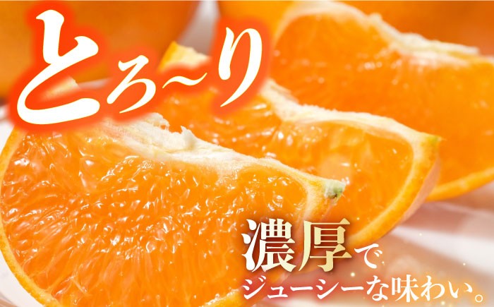 せとか セトカ ハウスせとか みかん 長崎県産みかん 長崎みかん 3kg