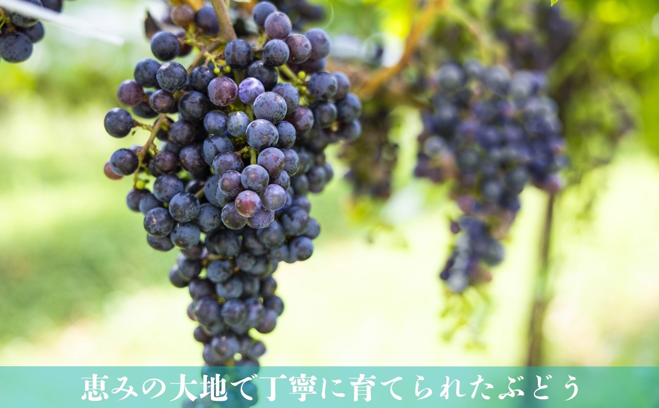 恵みの大地で丁寧に育てられた、たわわに実る濃い紫色のぶどうのアップ