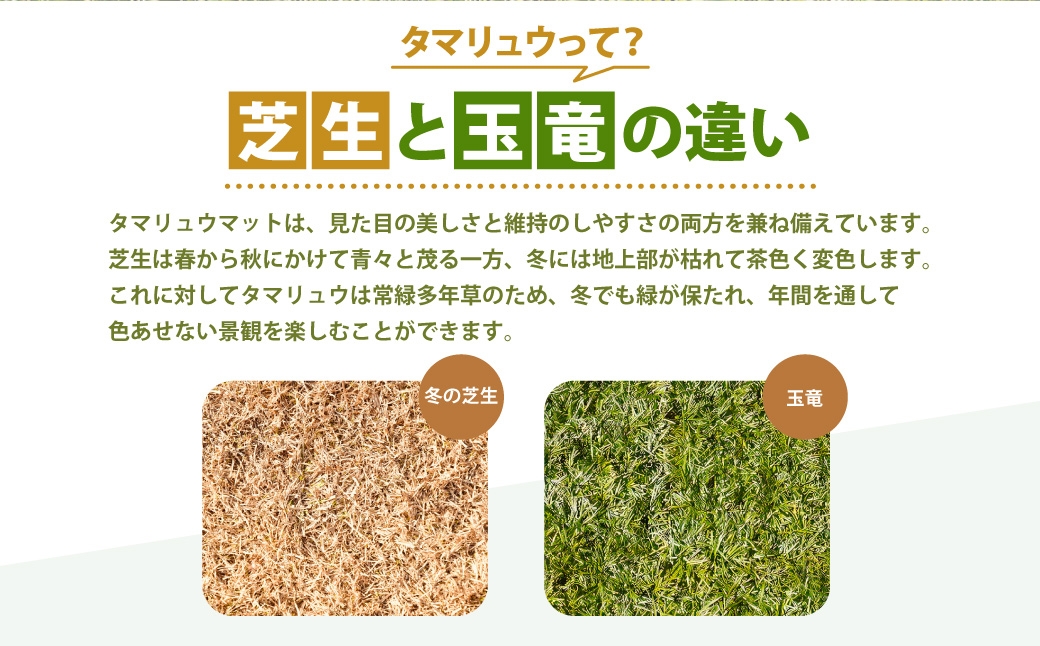 玉竜 タマリュウ たまりゅう 2枚