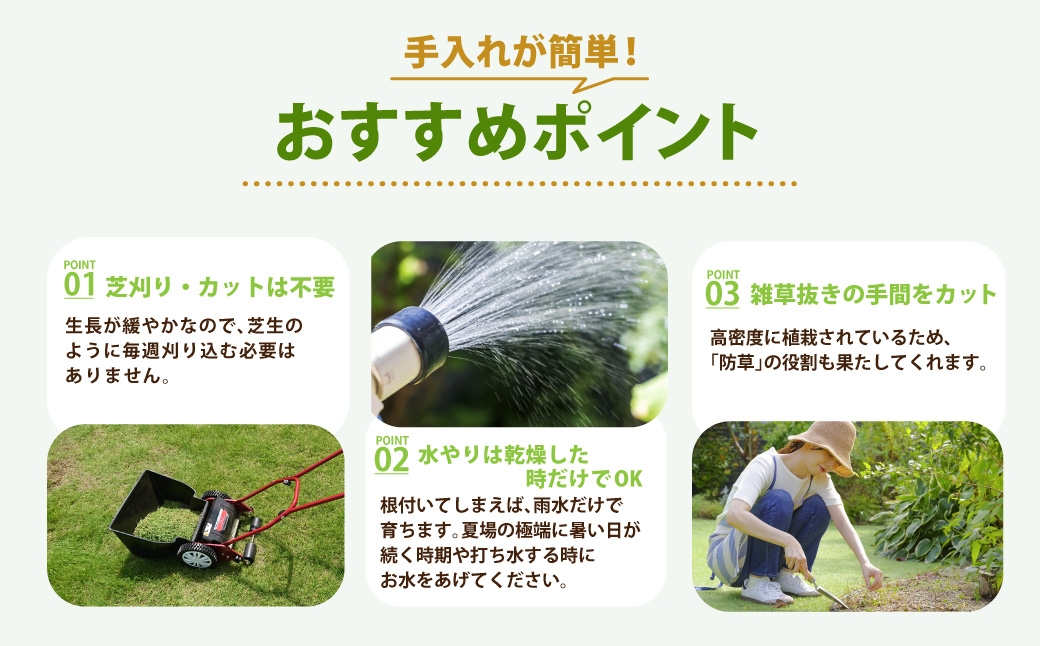 玉竜 タマリュウ たまりゅう 30枚