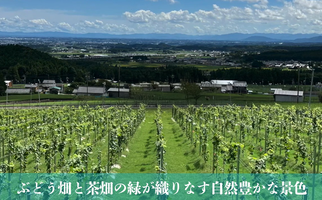 鈴鹿山麓の麓、水沢地区で運営するぶどう畑と茶畑の緑が織りなす自然豊かな景色を見下ろす風景