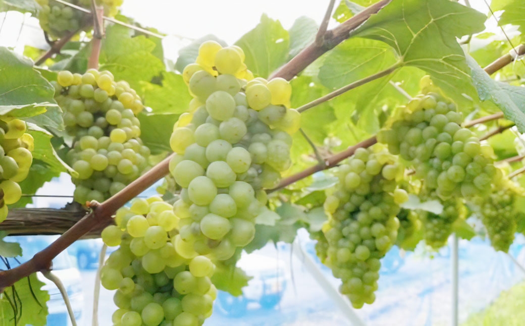 tosa cavatina 美良布マスカット・ベーリーAロゼ 2024（1本）