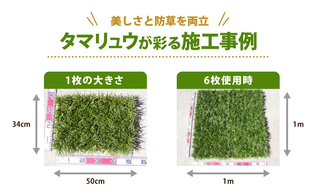 玉竜 タマリュウ たまりゅう 30枚