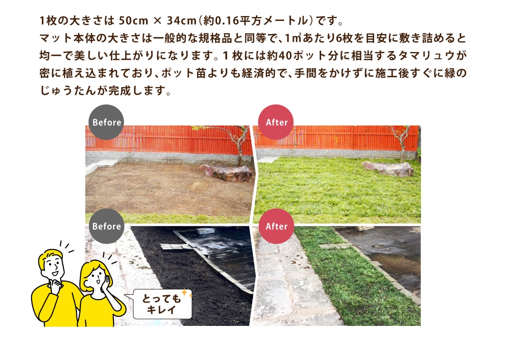 玉竜 タマリュウ たまりゅう 6枚