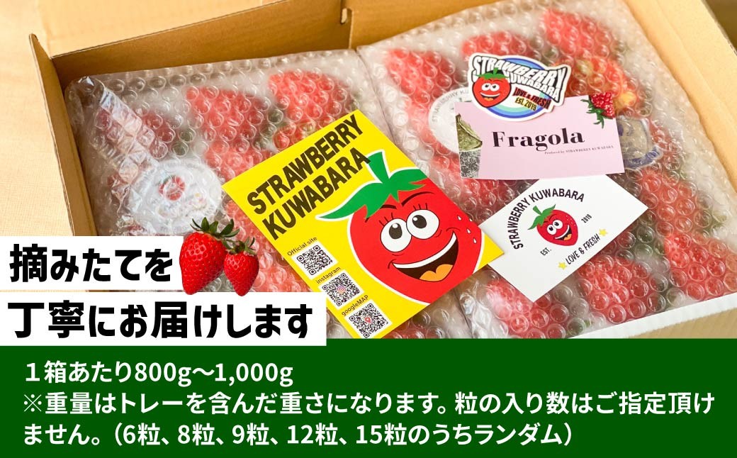 いちご やよいひめ (贈答用) 約800g 群馬県いちご品評会最高金賞受賞