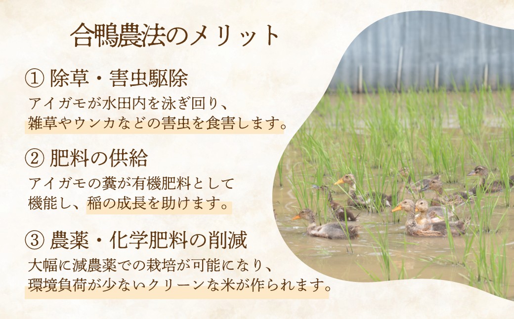 アイガモの力を借りてオーガニックで育てたおいしいおコシヒカリ