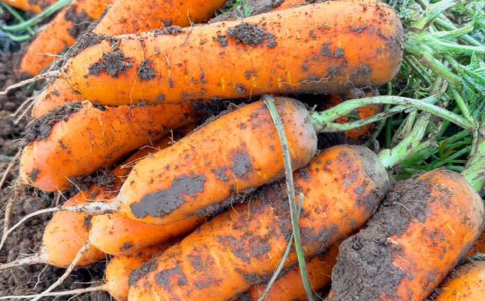 にんじん 人参 ニンジン 訳アリ 訳あり わけあり 野菜 ベジタブル 美味しい おいしい 甘い 栄養 根菜