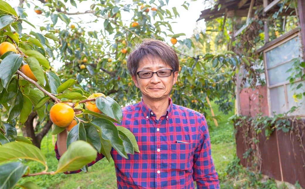 石井農園 冷蔵富有柿 15玉から20玉 2025年12月中旬から2026年3月31日