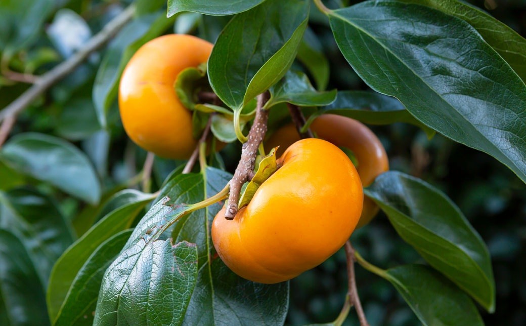 石井農園 冷蔵富有柿 15玉から20玉 2025年12月中旬から2026年3月31日