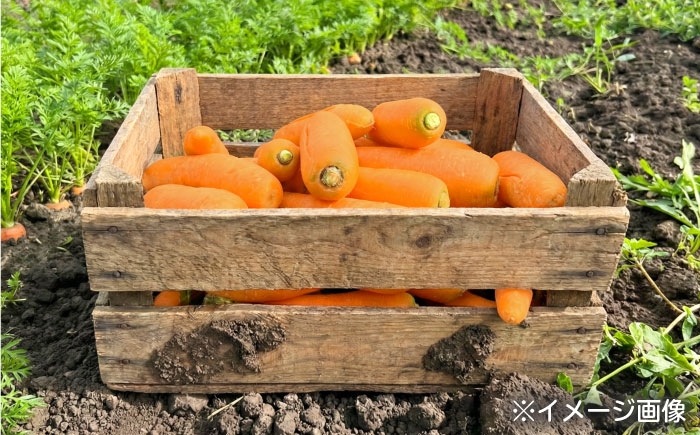 にんじん 人参 ニンジン 訳アリ 訳あり わけあり 野菜 ベジタブル 美味しい おいしい 甘い 栄養 根菜