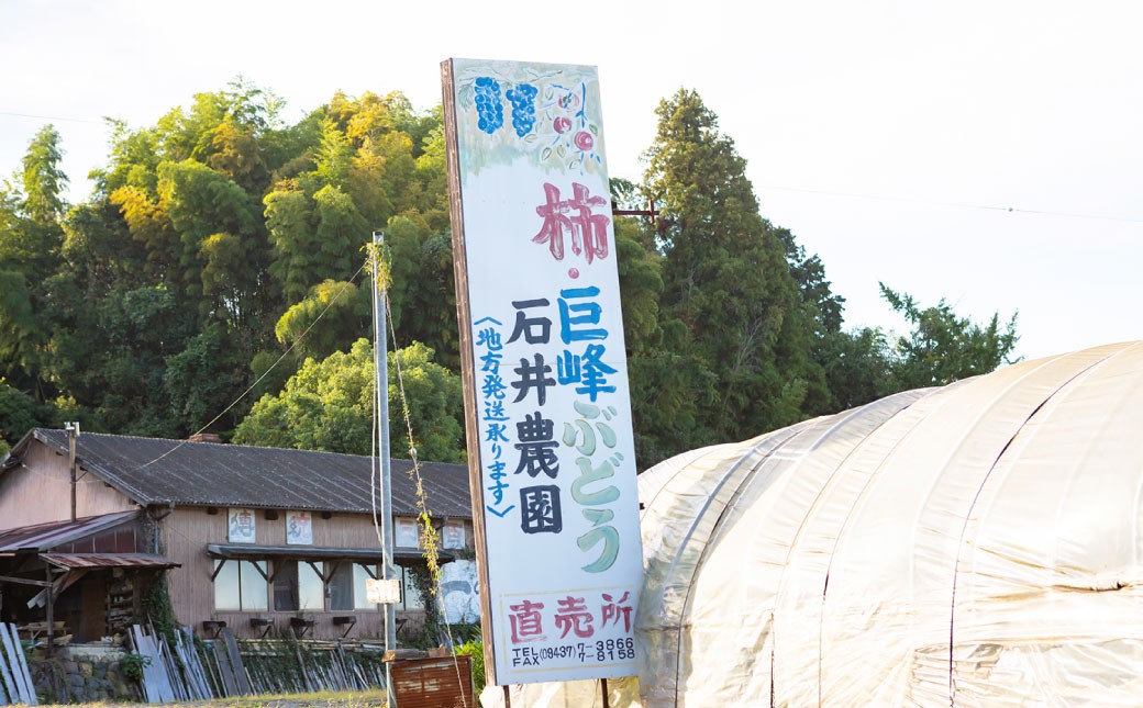 石井農園 冷蔵富有柿 15玉から20玉 2025年12月中旬から2026年3月31日