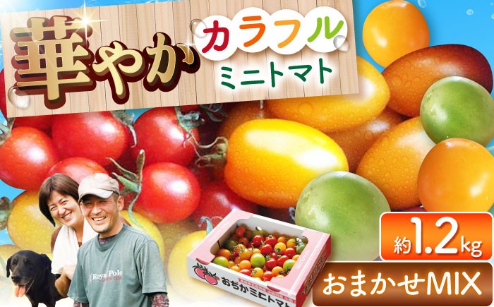 おまかせMIX カラフル ミニトマト 約1.2kg
