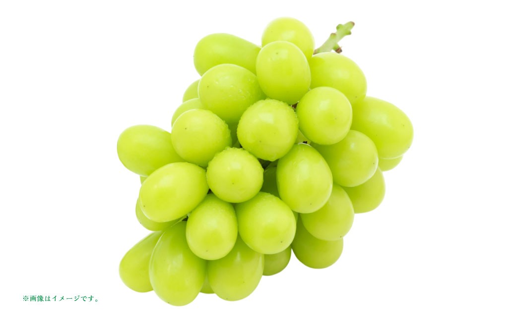 シャインマスカット 秀2～4房
