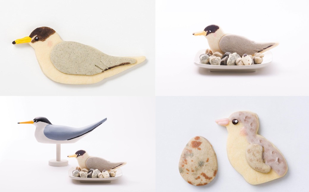 【卵不使用】【絶滅危惧種】 コアジサシ子育てセット クッキーアート ギフトセット