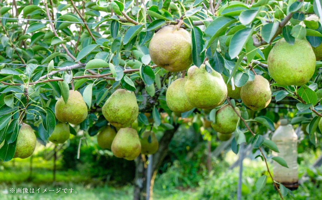 ラ・フランス （特秀） 3kg【化粧箱入り】